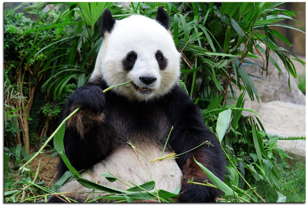 Panda Bear Heaven 6