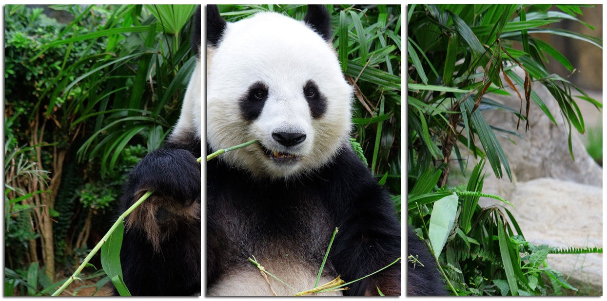 Panda Bear Heaven 6