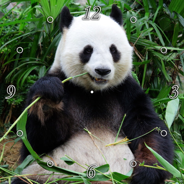 Panda Bear Heaven 6
