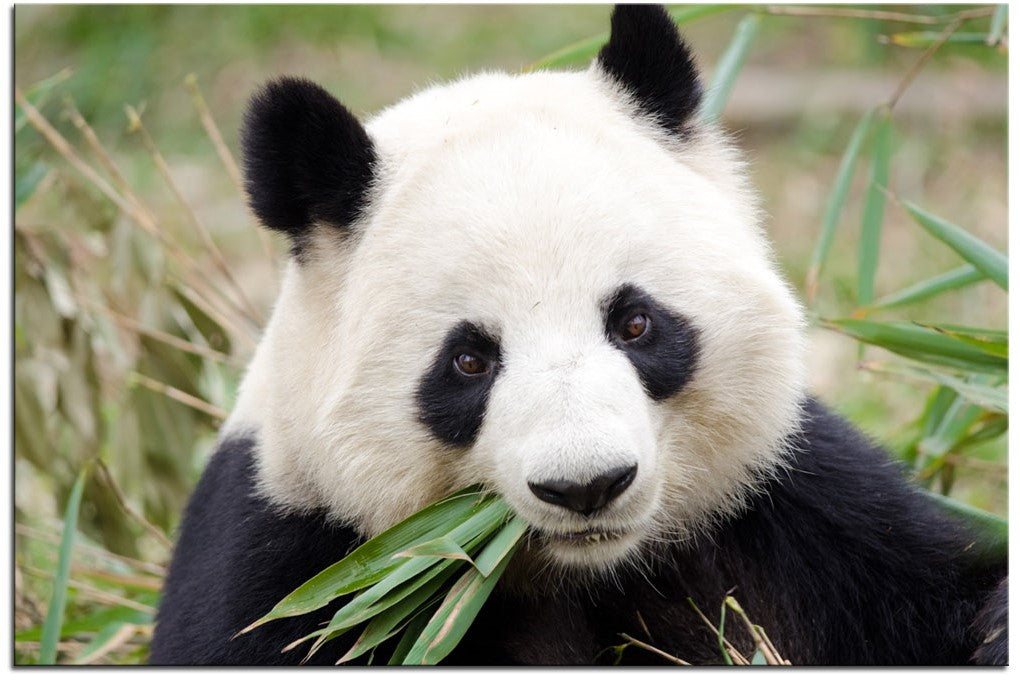 Panda Bear Heaven 7