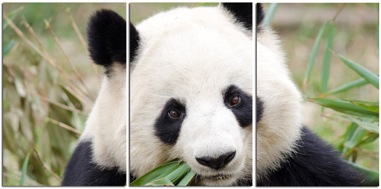 Panda Bear Heaven 7
