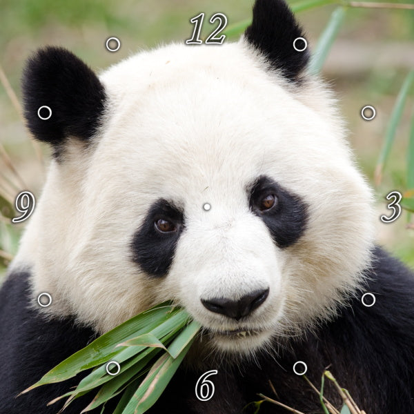 Panda Bear Heaven 7