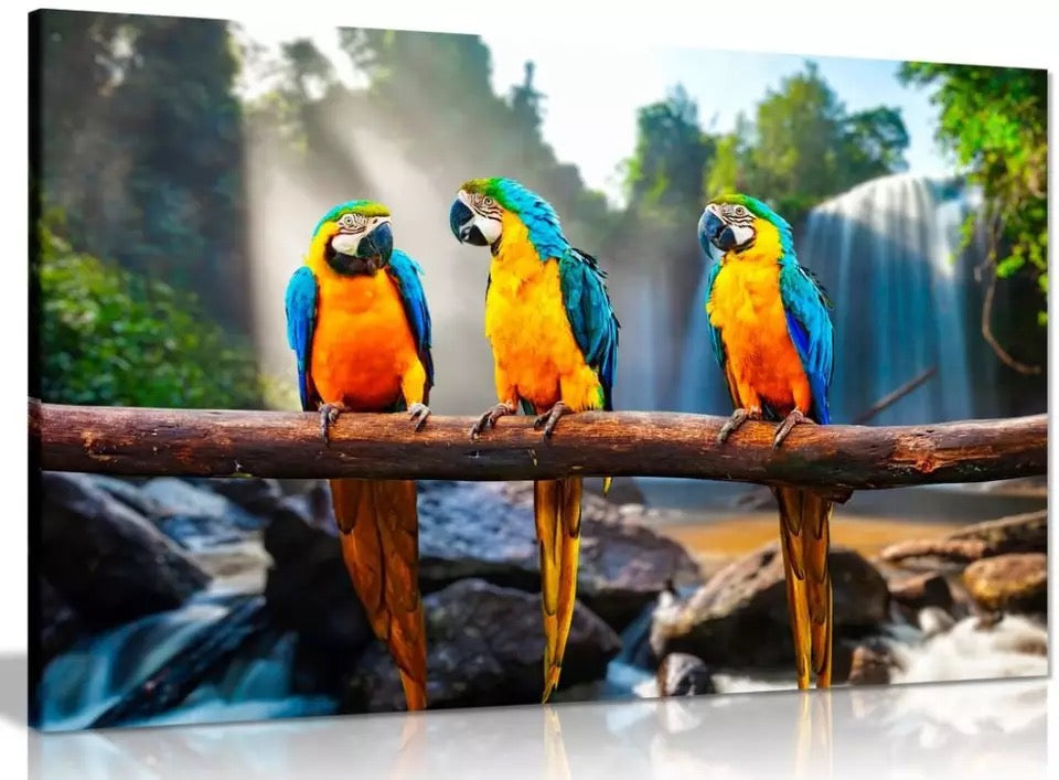 Macaws Having Fun
