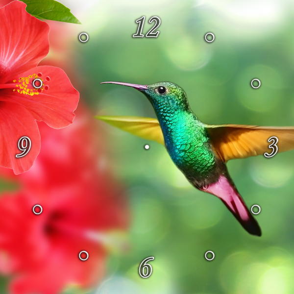 Amazing Humming Bird 1JP008