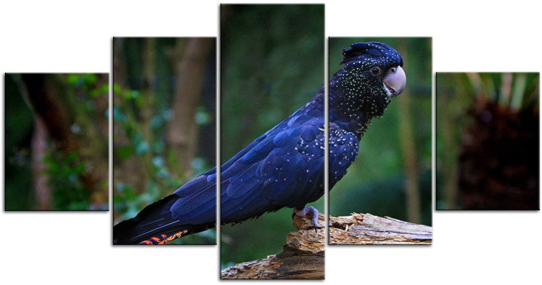 Black Cockatoo 1JP081