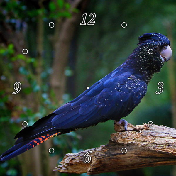 Black Cockatoo 1JP081