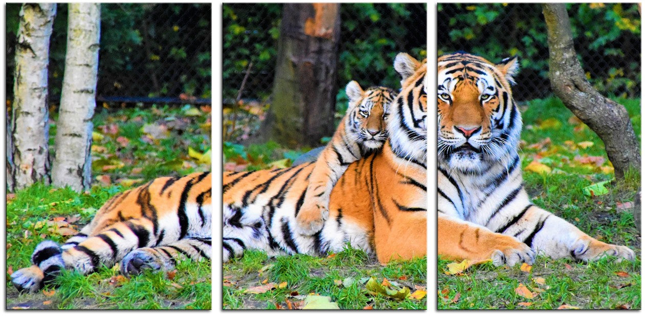 Tiger & Cub 1JP085