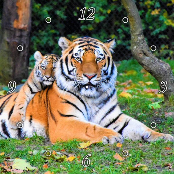 Tiger & Cub 1JP085