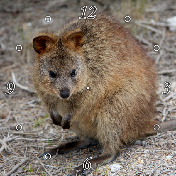 Stunning Quokka 1JP087