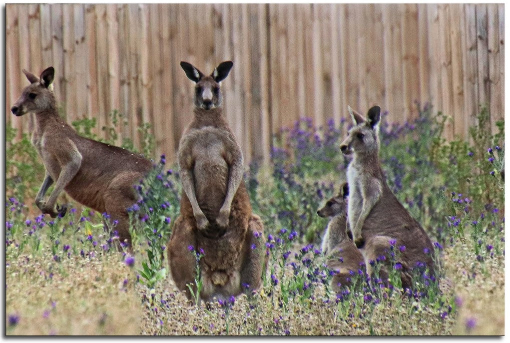 Kangaroo`s 1JPD122
