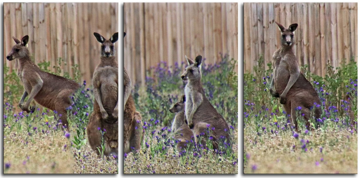 Kangaroo`s 1JPD122