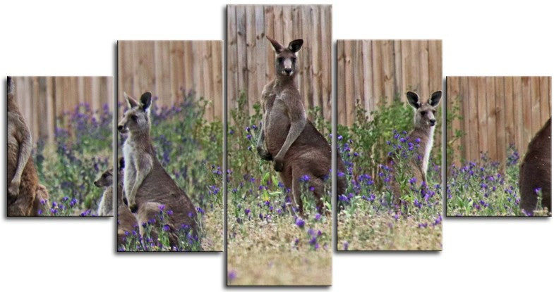 Kangaroo`s 1JPD122