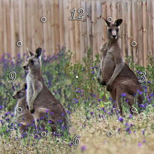 Kangaroo`s 1JPD122