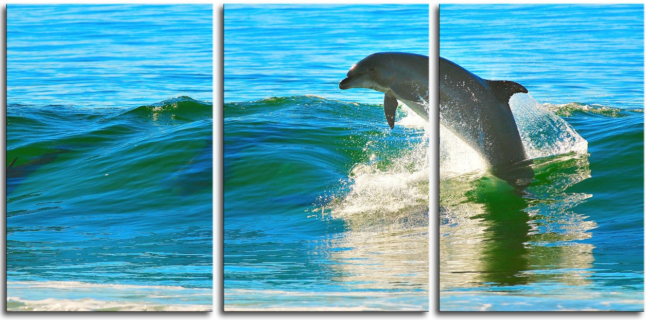Dolphin playing in the Surf 1JPD125
