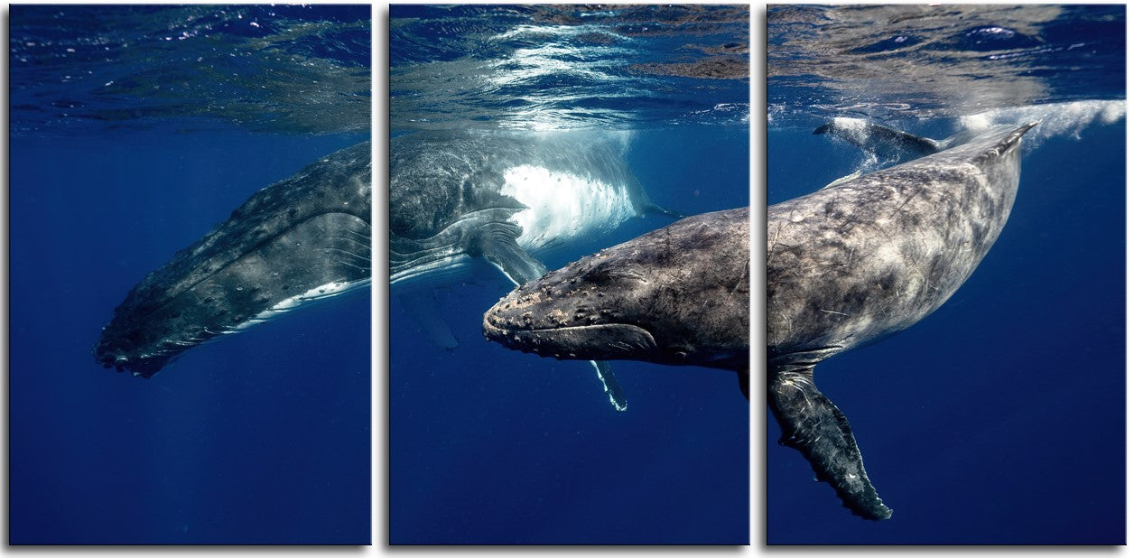 Humpback Whales 1JPD138
