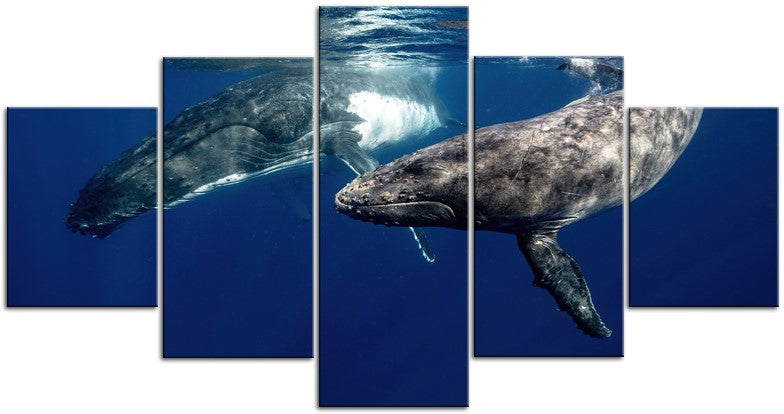 Humpback Whales 1JPD138