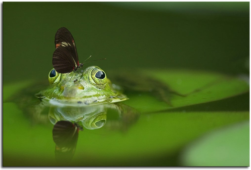 Butterfly on Frog 1JPD144