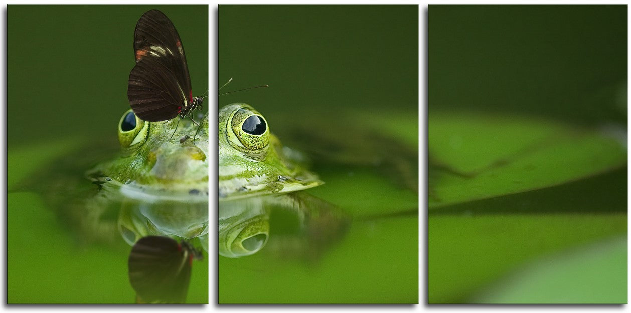 Butterfly on Frog 1JPD144