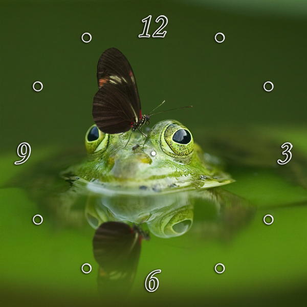 Butterfly on Frog 1JPD144