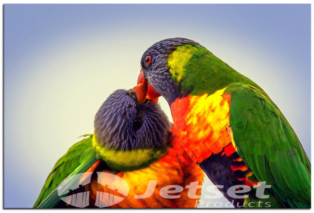 Amazingly Colourful Rainbow Lorikeets 1PHM008