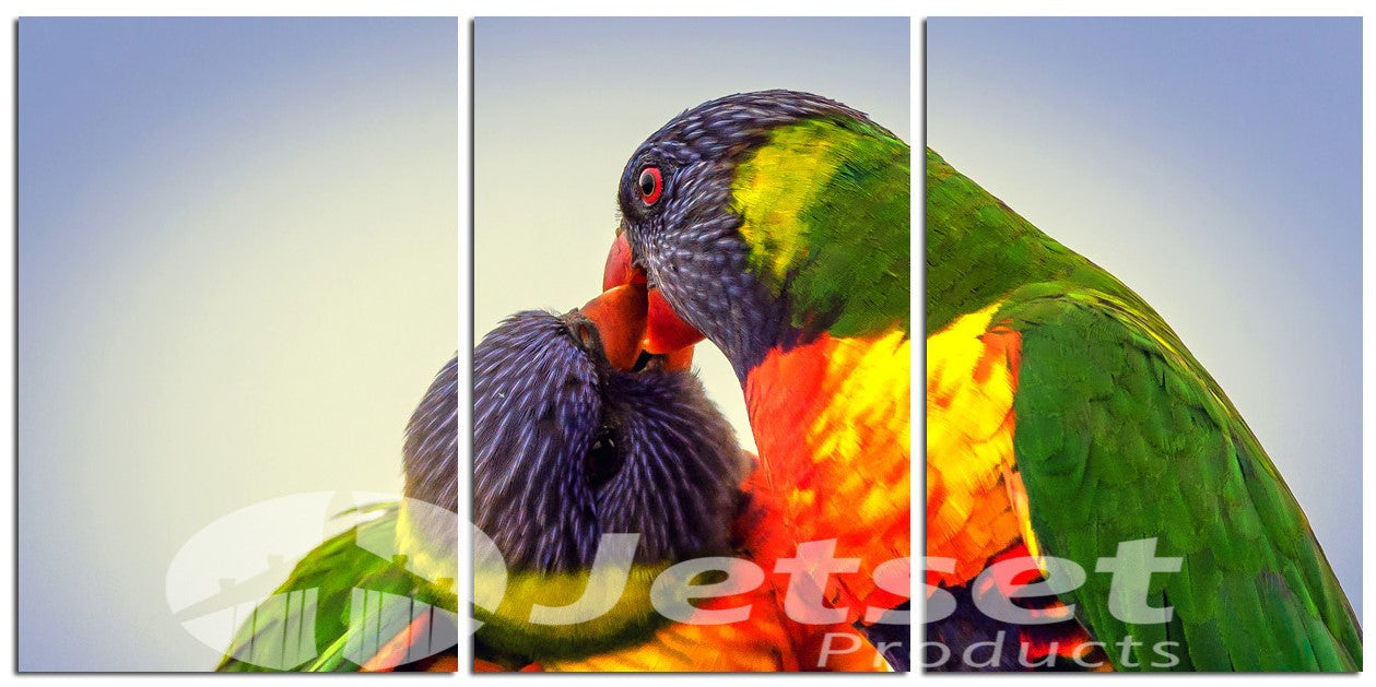 Amazingly Colourful Rainbow Lorikeets 1PHM008