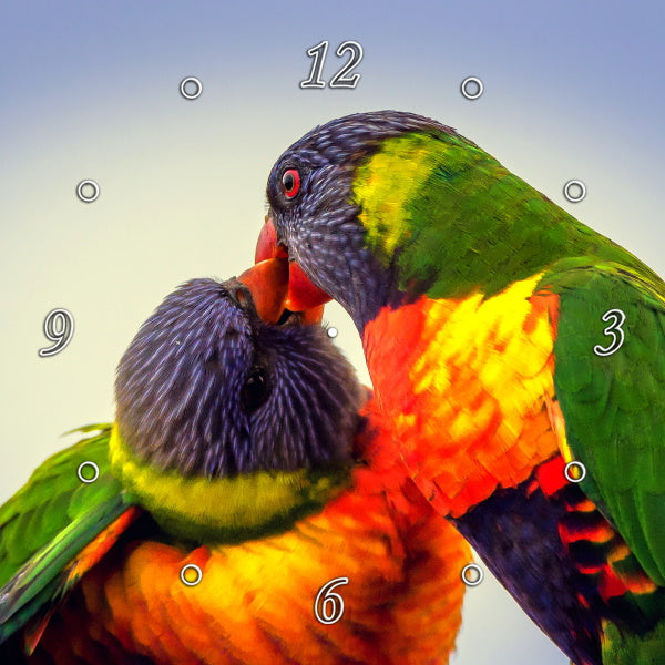 Amazingly Colourful Rainbow Lorikeets 1PHM008