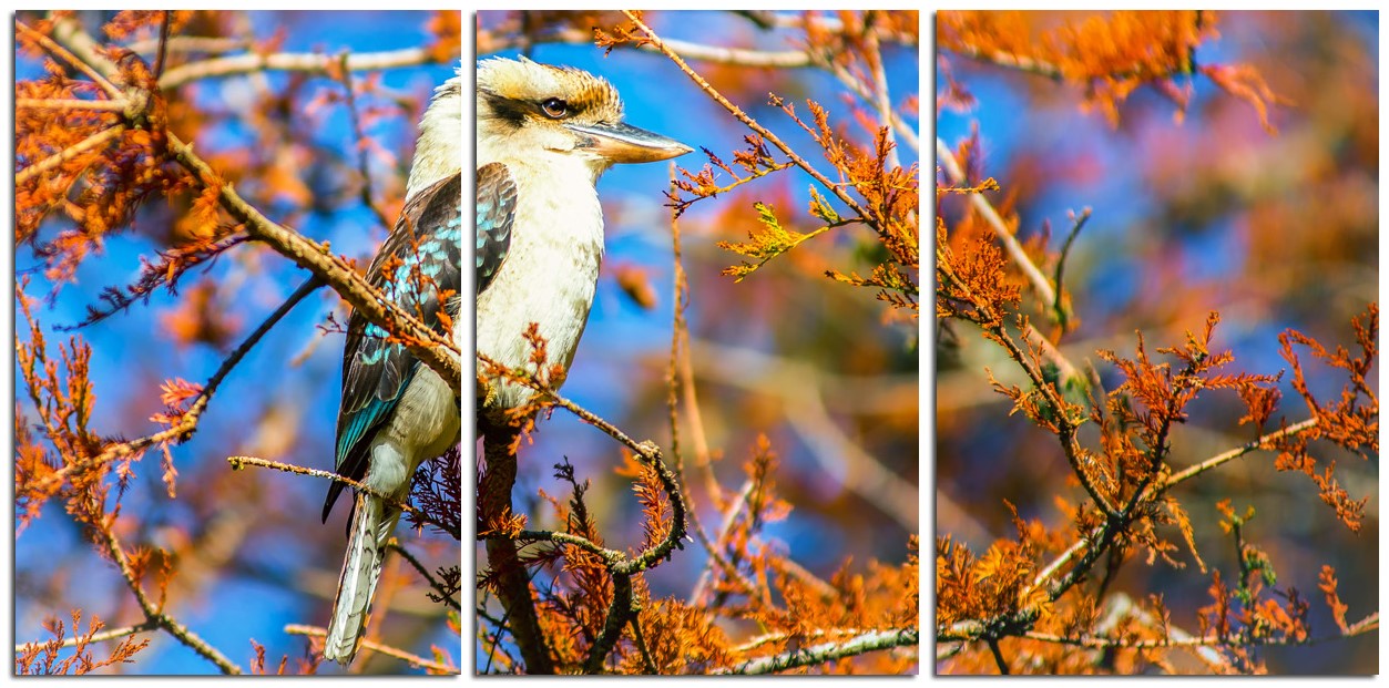 Magnificent Kookaburra 1PHM012