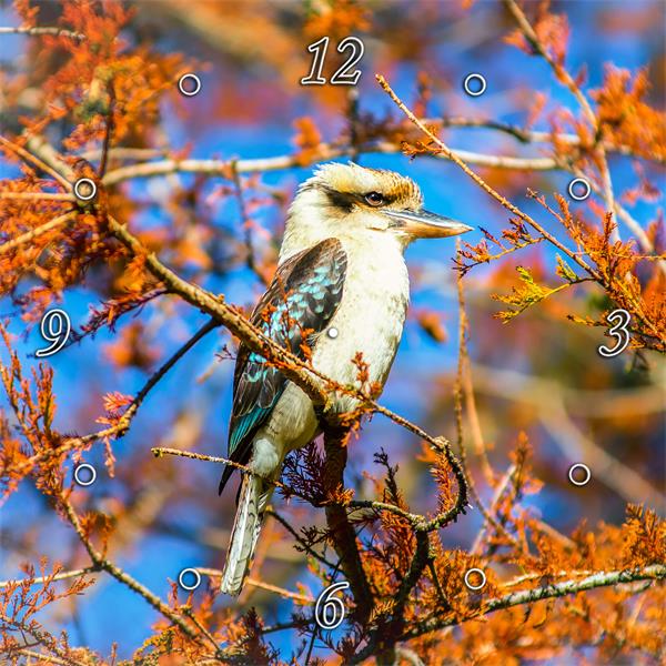Magnificent Kookaburra 1PHM012