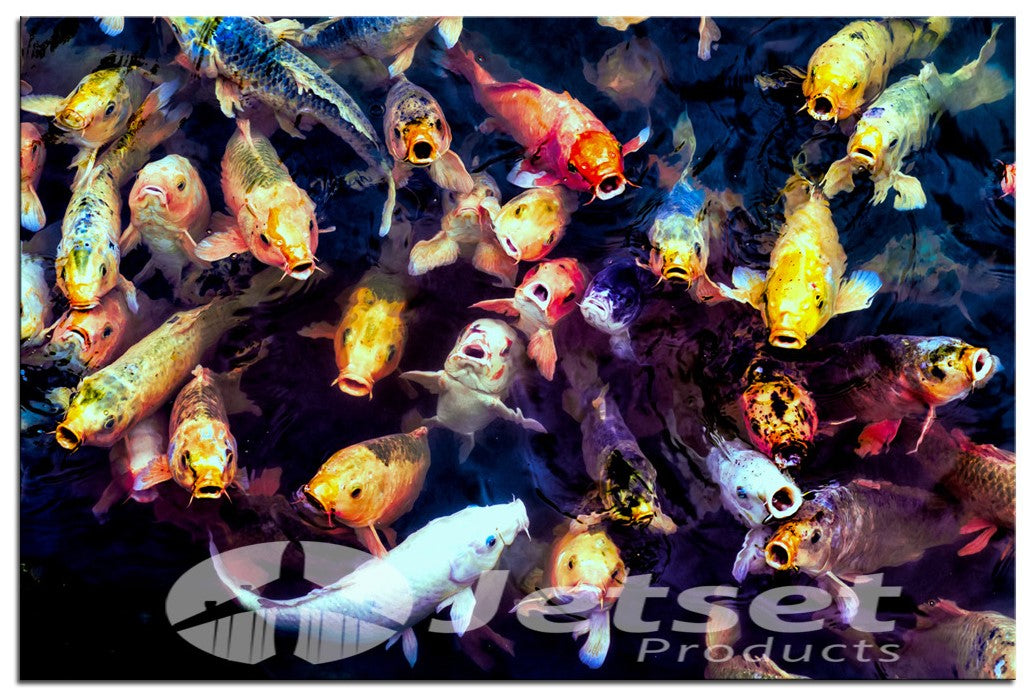Adorable Koi Fish 1PHM020