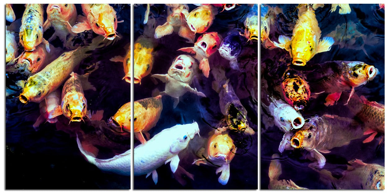 Adorable Koi Fish 1PHM020