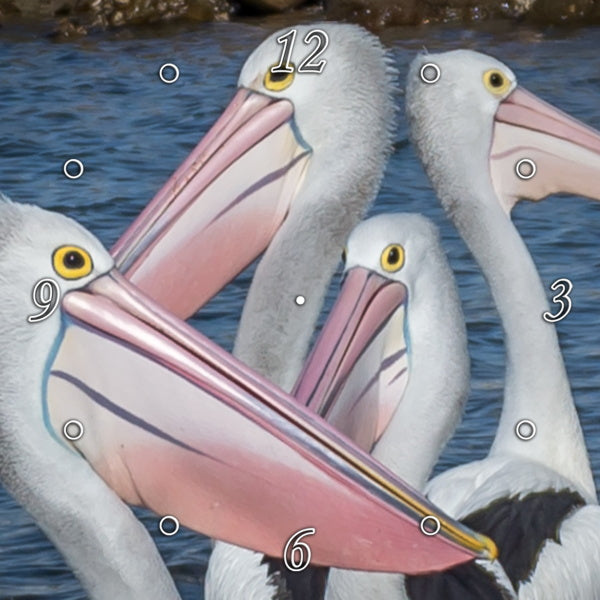 Pelicans Waiting for Lunch 1PHM047
