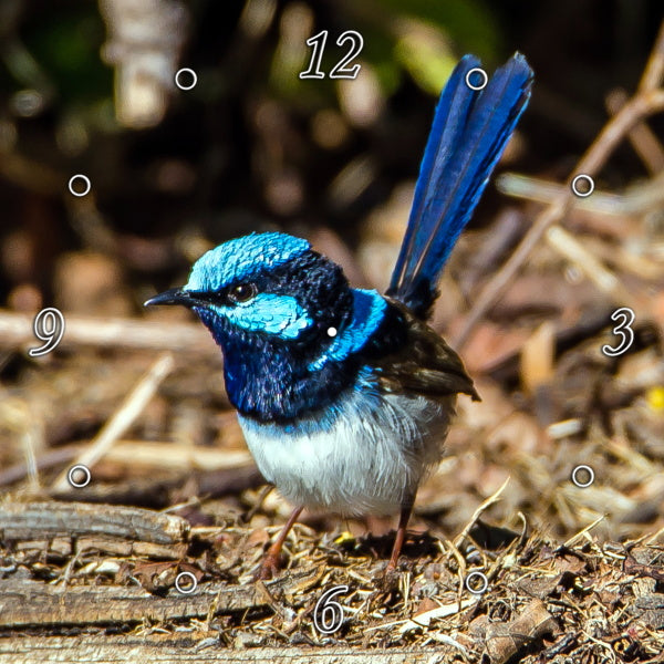Stunning Blue Wren 1PHM053