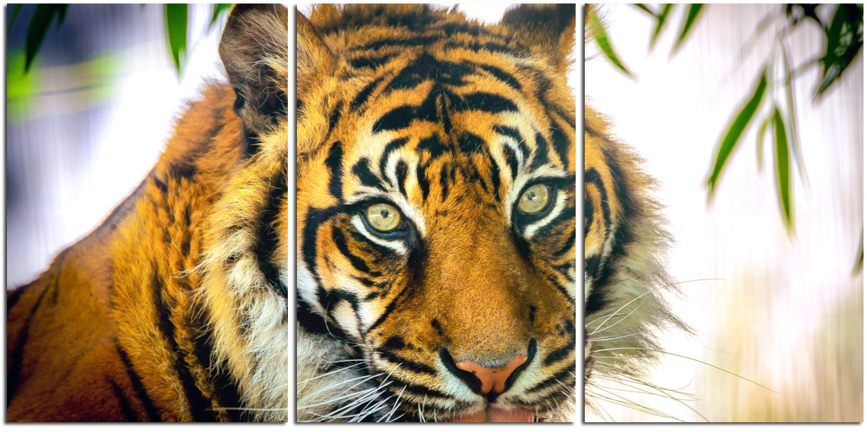 Tiger up Close 1PHM055
