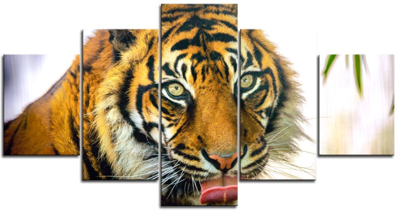 Tiger up Close 1PHM055