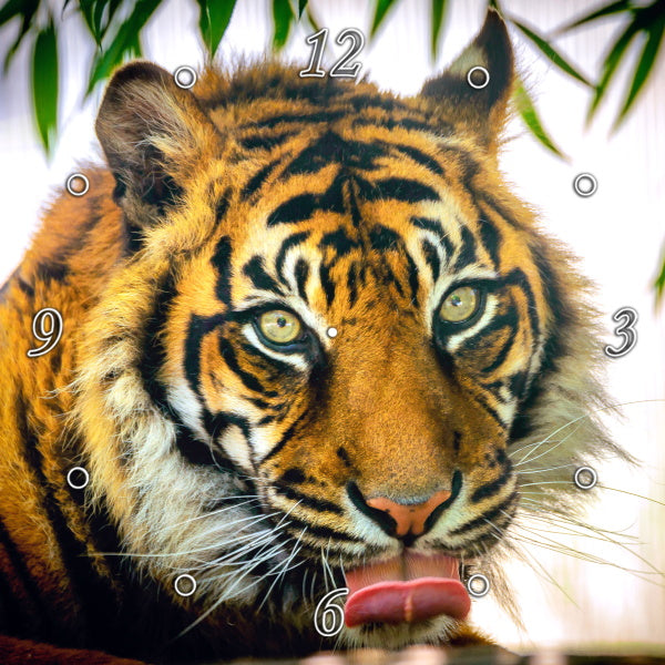 Tiger up Close 1PHM055