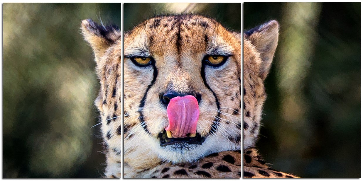Incredible Cheetah Up Close 1PHM058