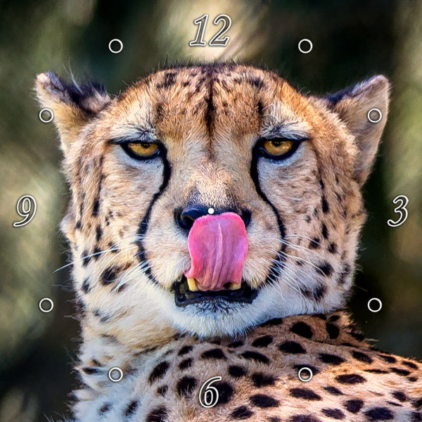Incredible Cheetah Up Close 1PHM058