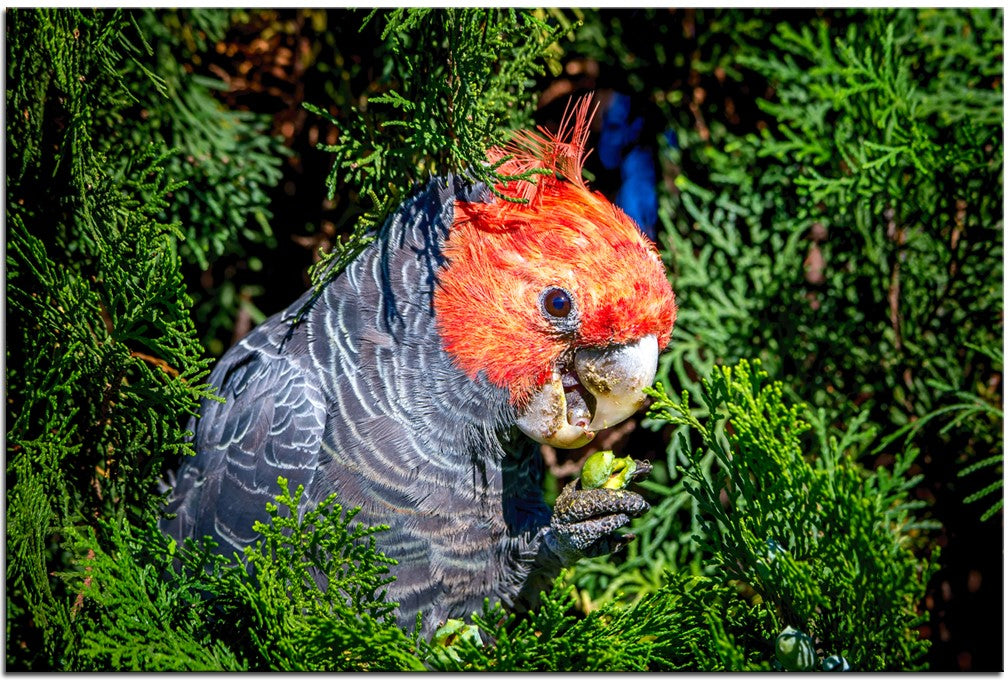 Beautiful Gang Gang Cockatoo ,Pictures in Metallic Finish 1PHM061MP