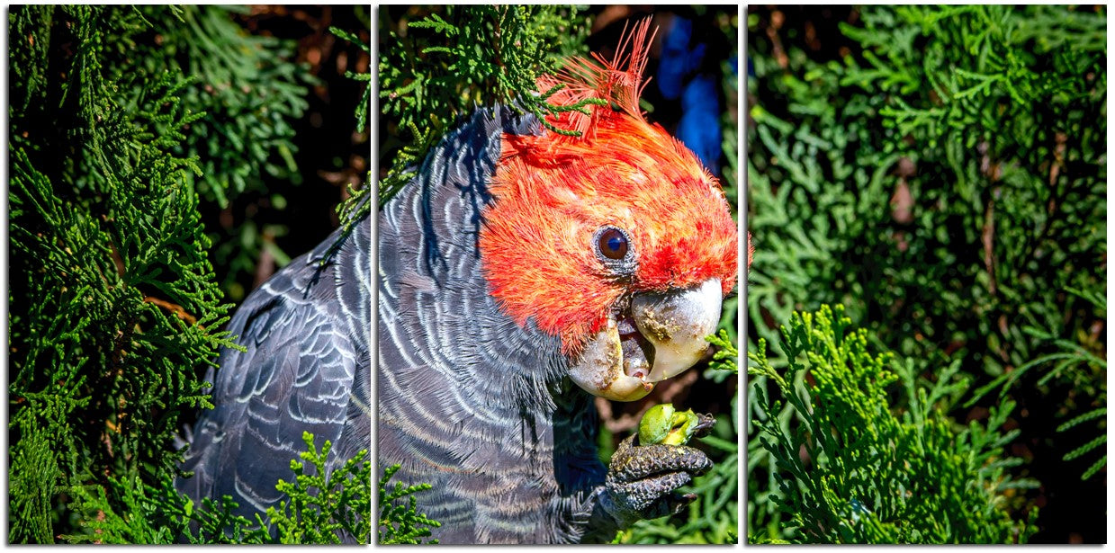 Beautiful Gang Gang Cockatoo 1PHM061
