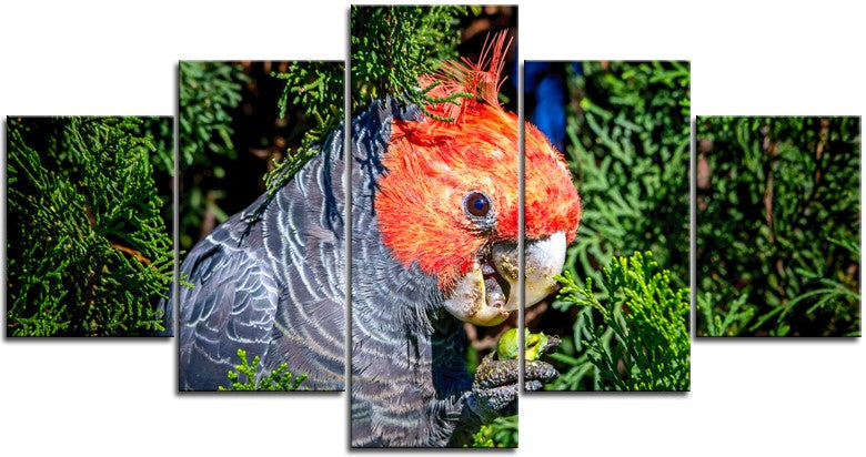 Beautiful Gang Gang Cockatoo 1PHM061