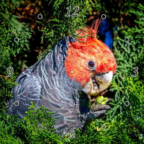 Beautiful Gang Gang Cockatoo 1PHM061