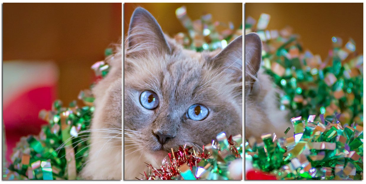 Christmas Kitten 1PHM062