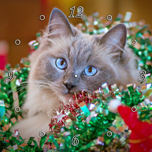 Christmas Kitten 1PHM062