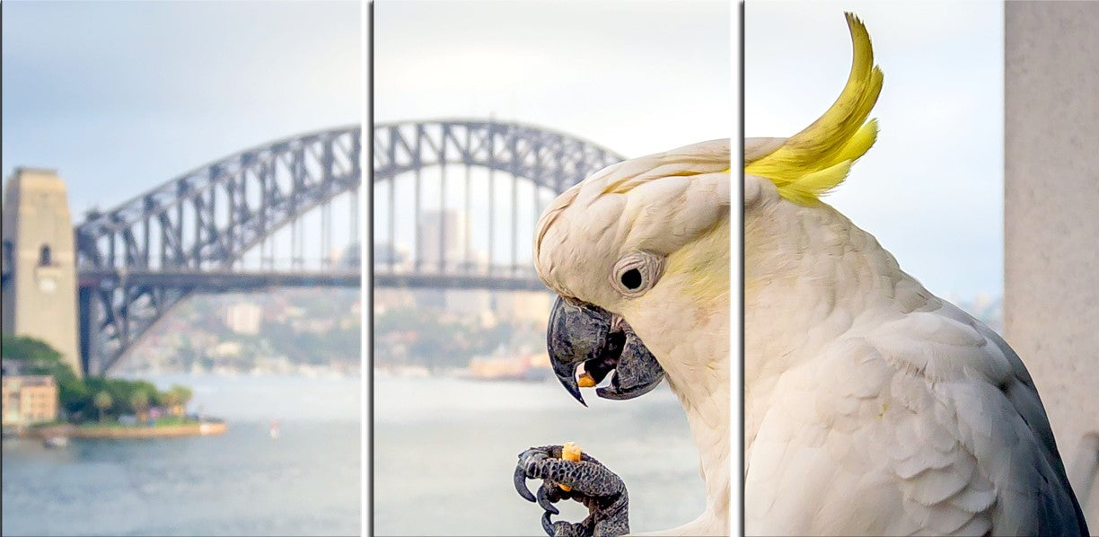 Sulphur Crested Cockatoo & Sydney Harbour Bridge 1PHM065
