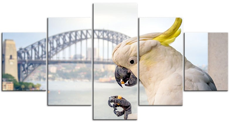 Sulphur Crested Cockatoo & Sydney Harbour Bridge 1PHM065