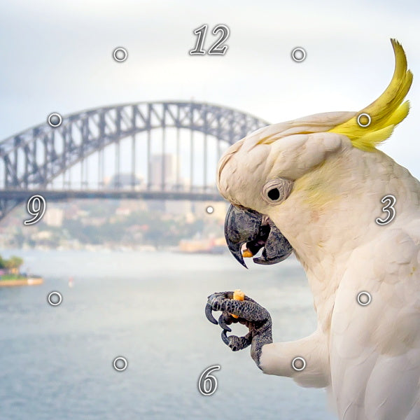 Sulphur Crested Cockatoo & Sydney Harbour Bridge 1PHM065