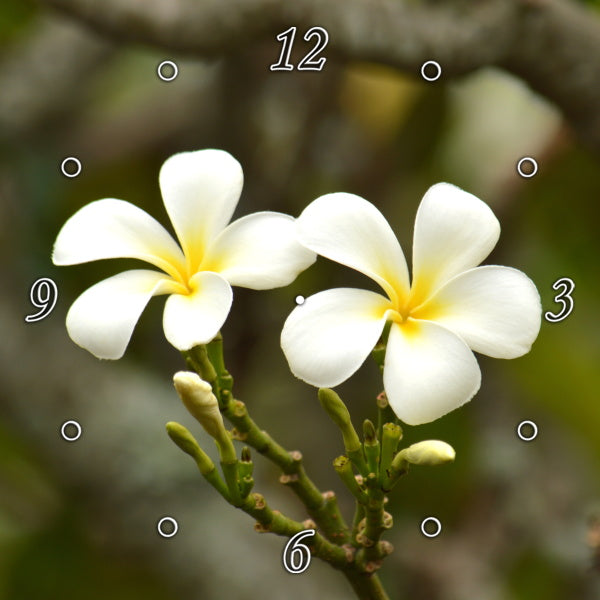 Stunning Frangipani Flowers 1PTJ008