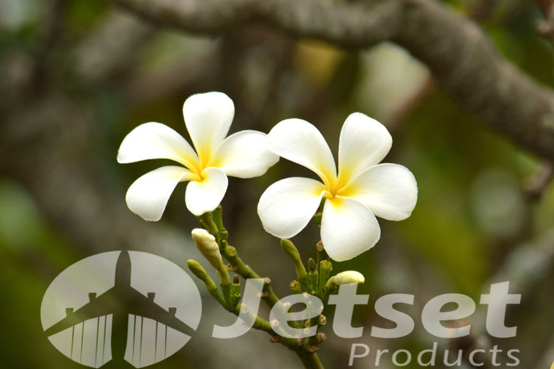 Stunning Frangipani Flowers 1PTJ008