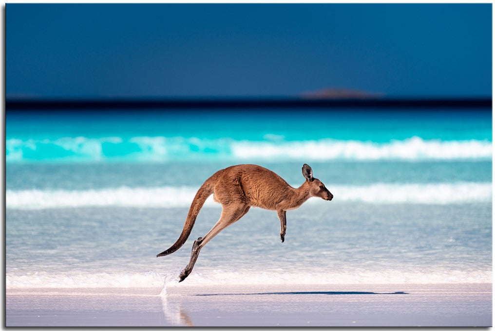 Kangaroo on the Beach 1JP200