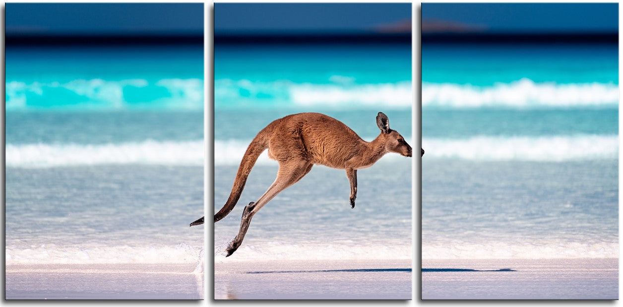 Kangaroo on the Beach 1JP200